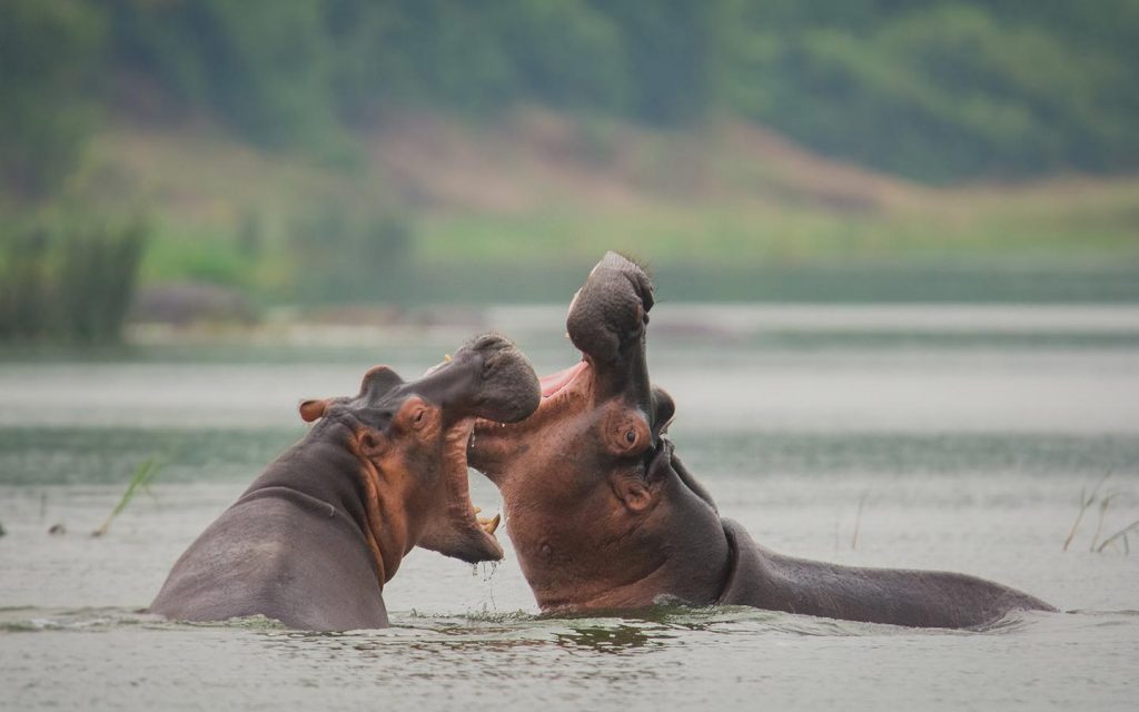 Queen Elizabeth National Park