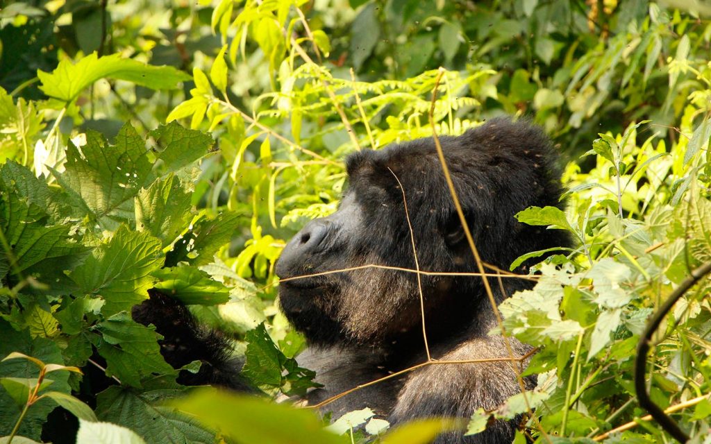 mountain gorillas - Uganda Gorilla