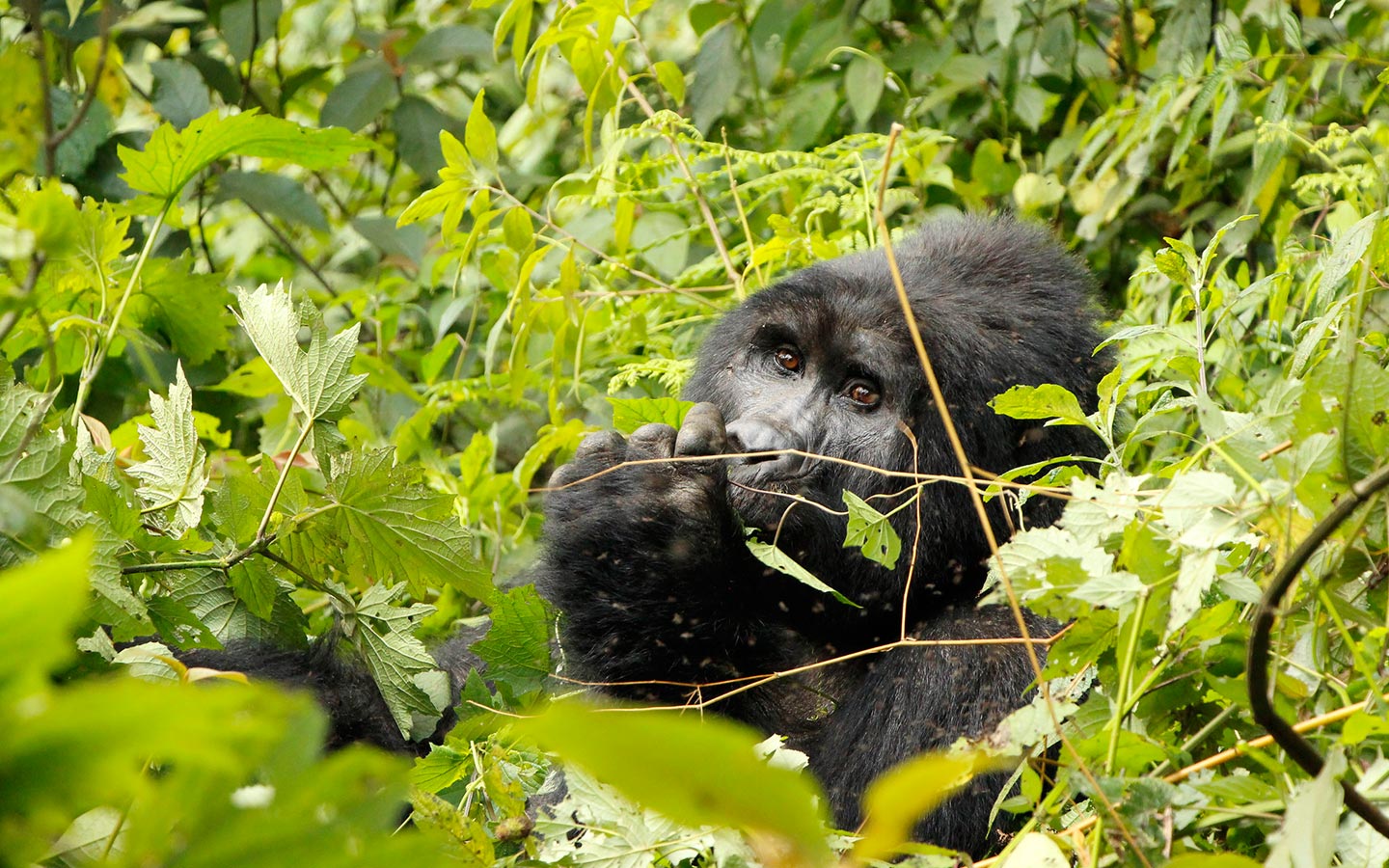 3 Days Rwanda Gorilla trekking Safari