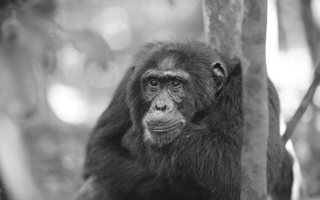 Uganda Primates