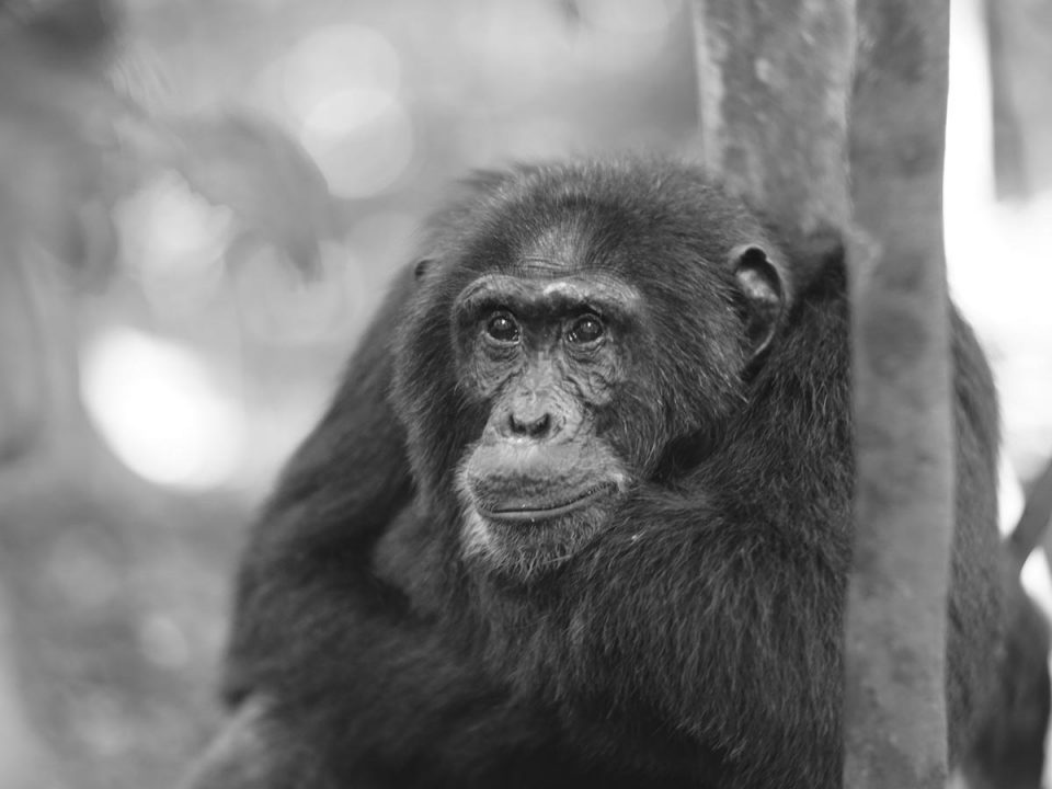 Uganda Primates