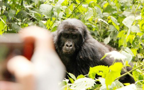 Uganda Gorilla