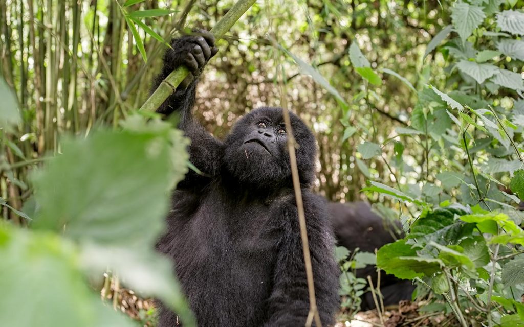 gorilla habituation trek