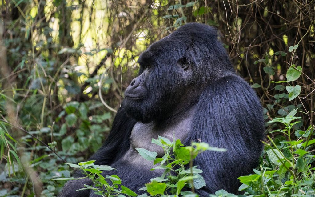 Silverback