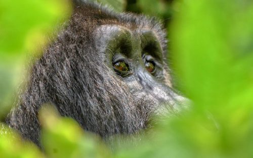 mountain gorillas