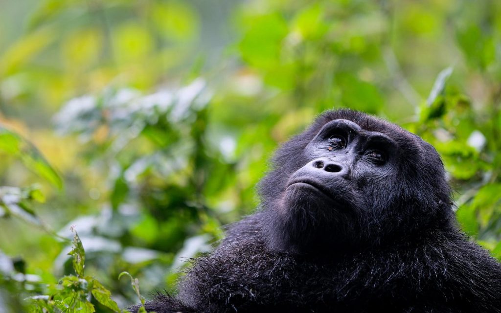 gorilla in the jungle - Gorilla trekking tour