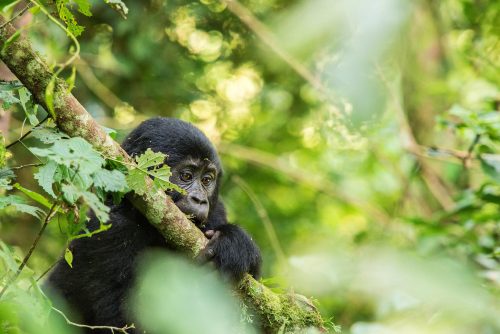 Outback Adventure Safaris - gorilla trek