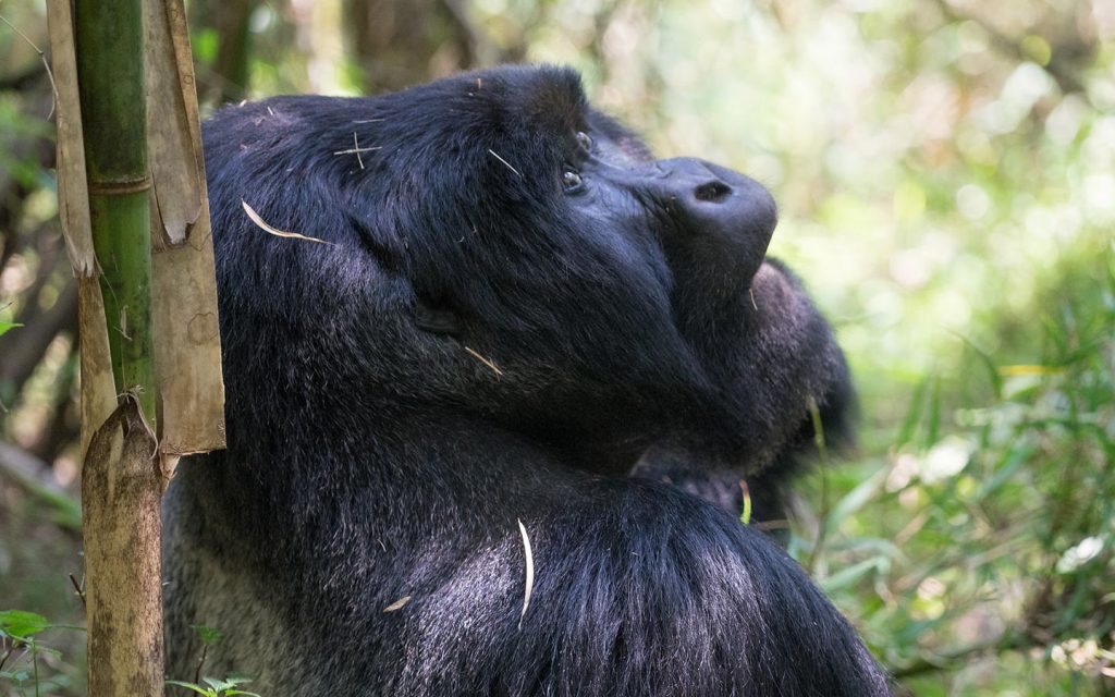 Uganda Primate - Mgahinga National Park