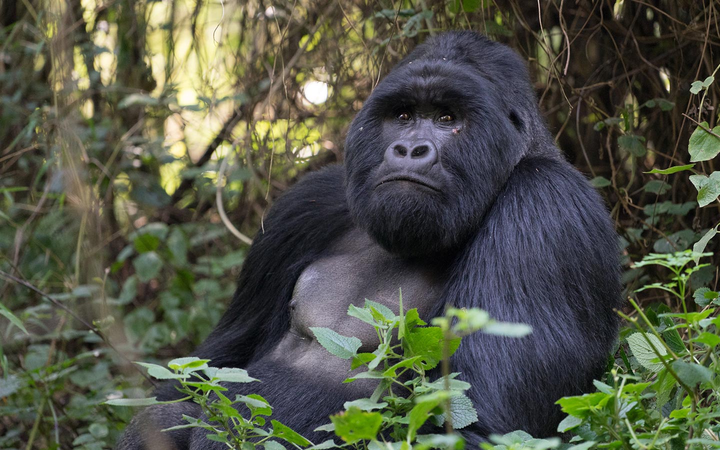 gorilla tracking Uganda - Bwindi Impenetrable National Park