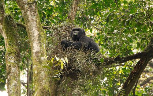 Gorilla Safari