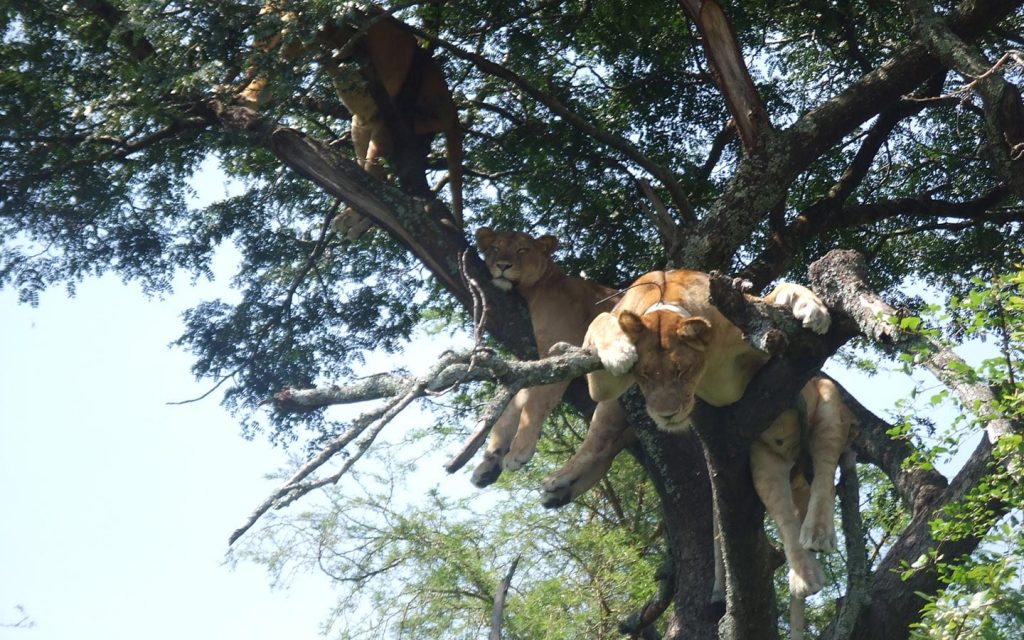 Queen Elizabeth National Park