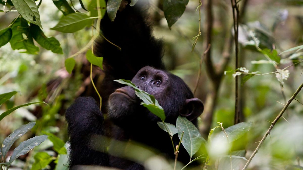 Chimpanzee in Kyambura Gorge during a trekking safari in Uganda
