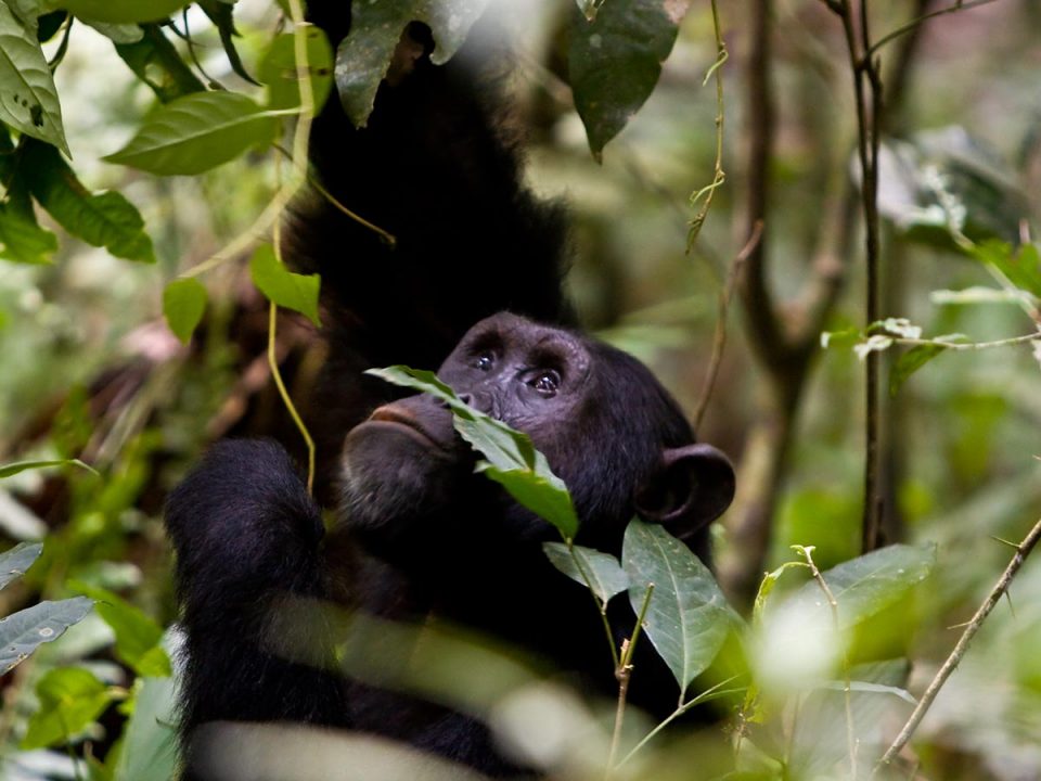 Chimpanzee in Kyambura Gorge during a trekking safari in Uganda