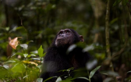 Kibale forest national park great for viewing chimpanzee in Uganda
