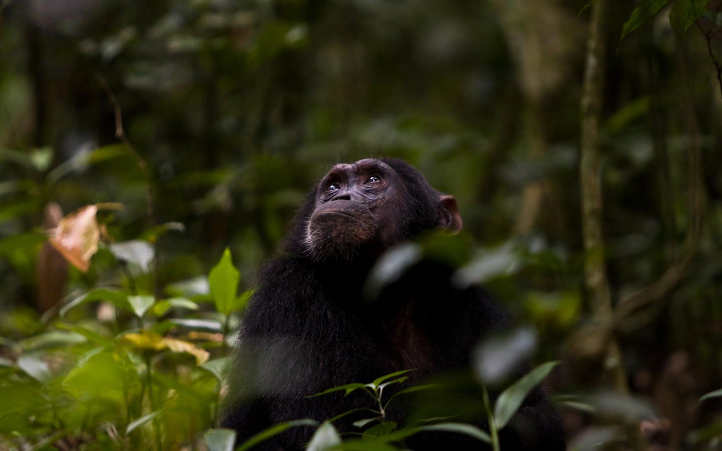 4 Day Gorilla Safari & Lake Kivu