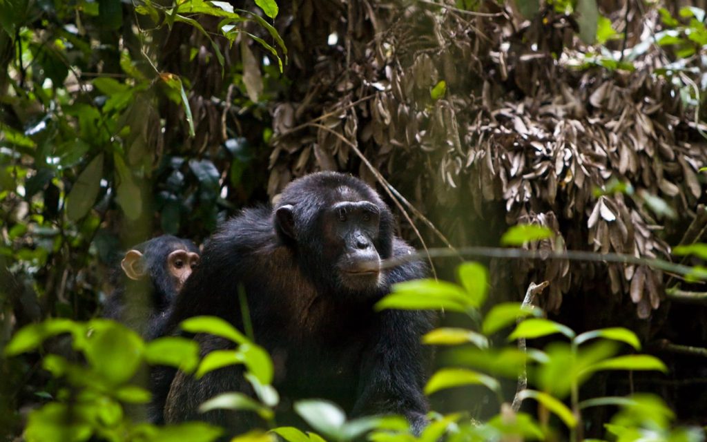 chimps in Kibale - Uganda Primate