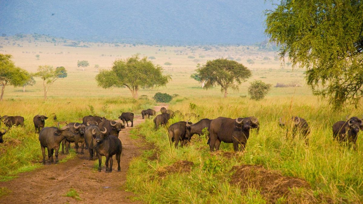 Kidepo Valley National Park-Uganda Safari