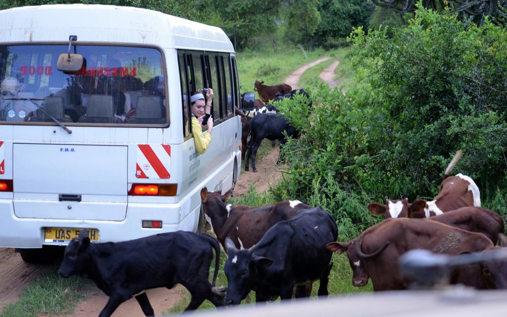 Gorillas  & Wildlife Safaris