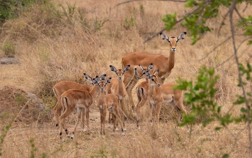 Uganda Primate Tracking & Game Safari