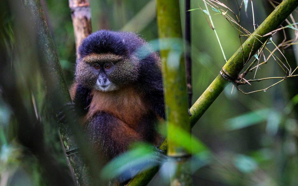 Mgahinga golden monkeys - Uganda Primates