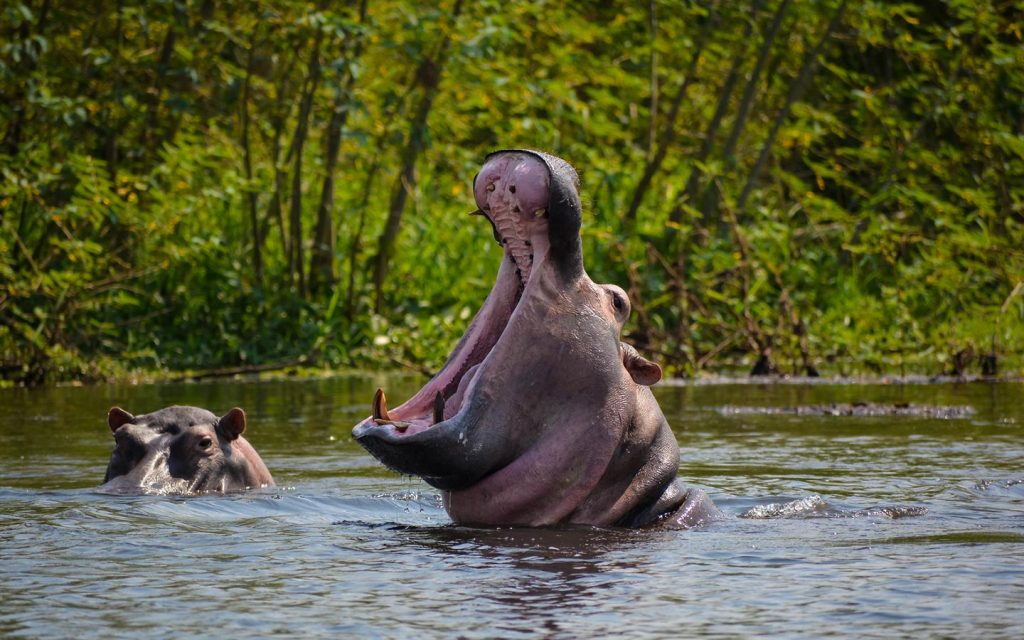 A pod of hippos submerged in the Nile River at Murchison Falls National Park, Uganda