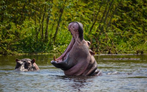 Murchison Falls National Park