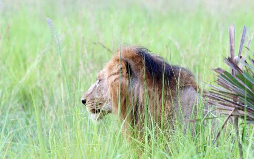 Queen Elizabeth national park lion seen during a game drive 