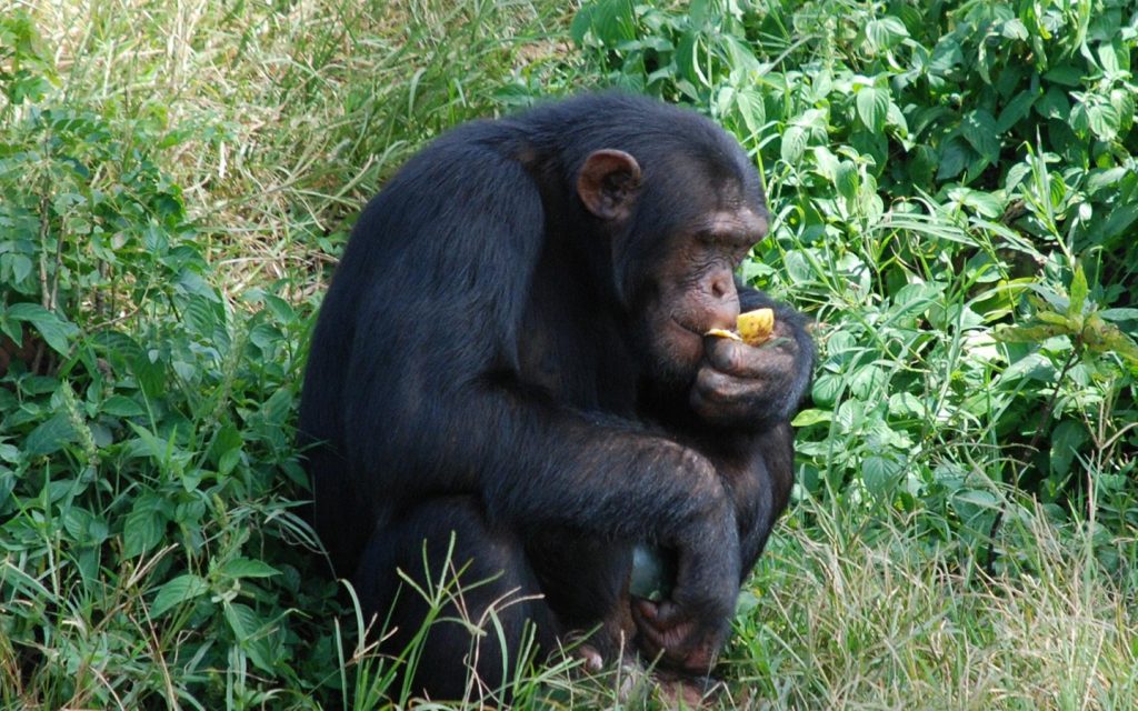 chimpanzee tracking in Uganda