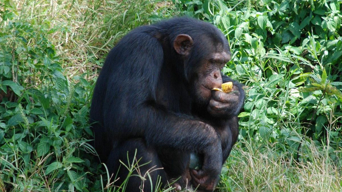 Chimpanzee tracking