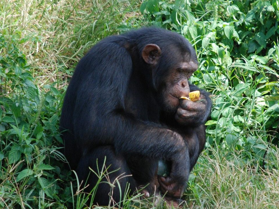 Chimpanzee tracking