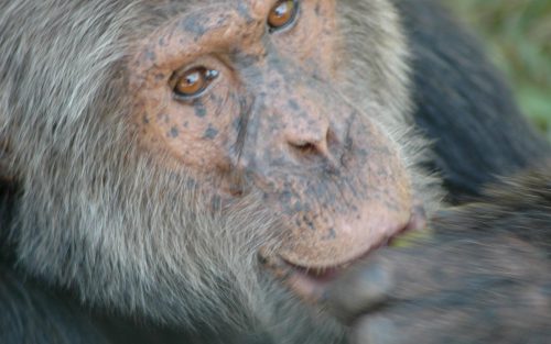 Chimpanzee in Kyambura Gorge – Queen Elizabeth National Park Uganda