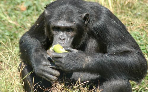Uganda Gorillas & Chimp Habituation Safari