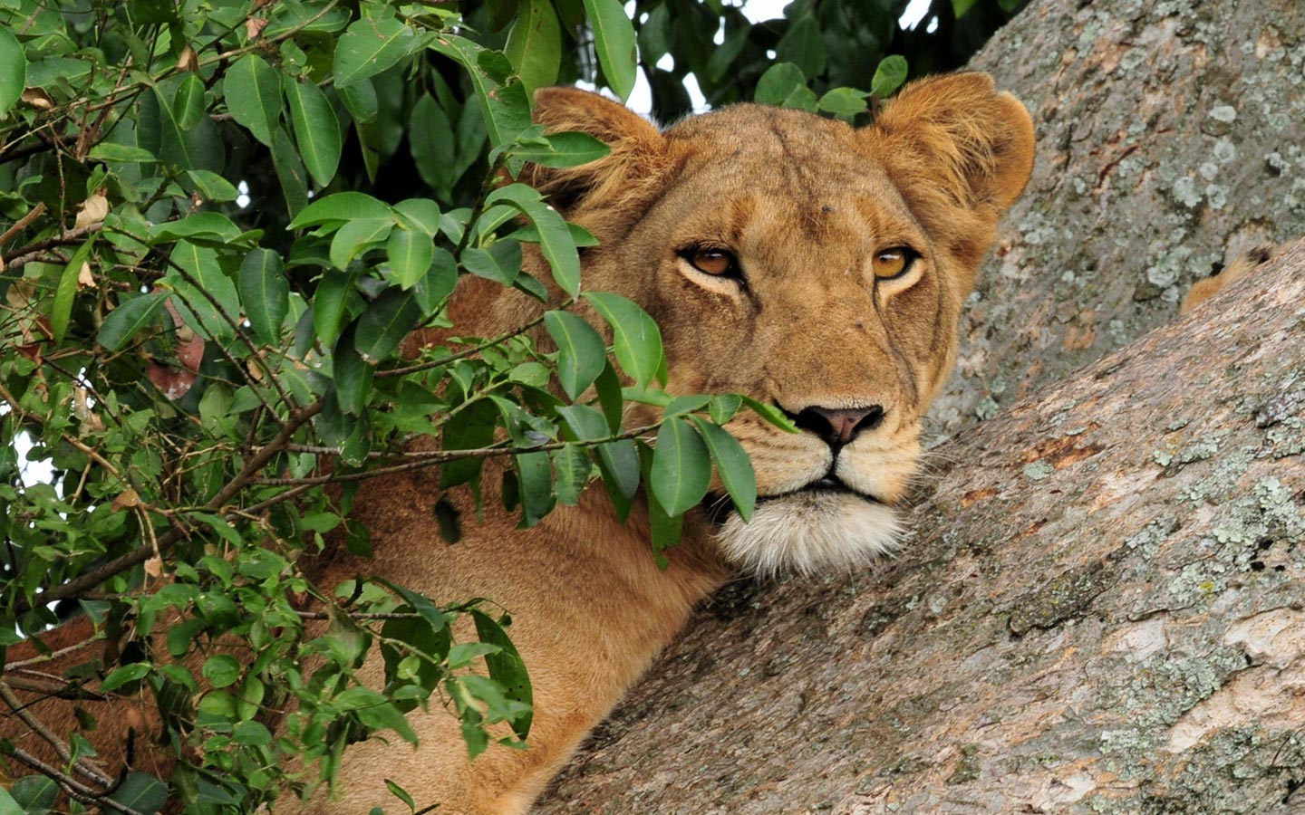 3 Days Queen Elizabeth National Park Uganda Safari