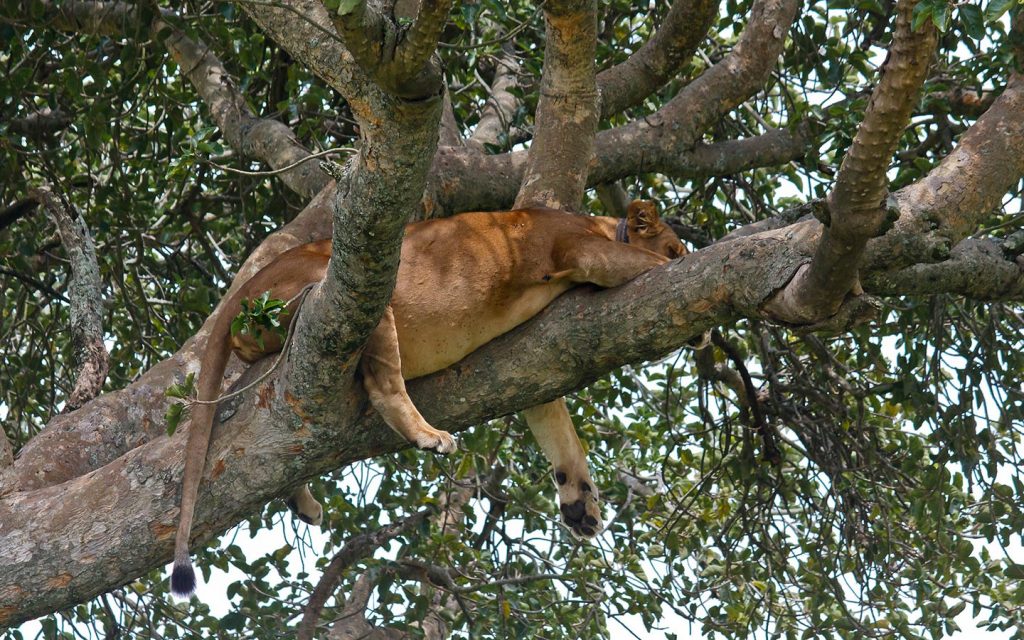 tree climbing lions - Uganda Safari