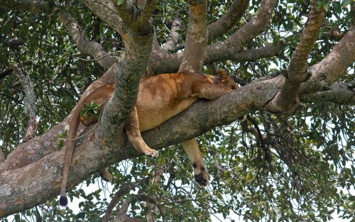 tree climbing lions - Uganda Safari
