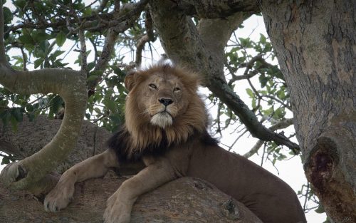 tree climbing lions in ishasha