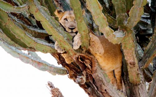 tree climbing lions in ishasha