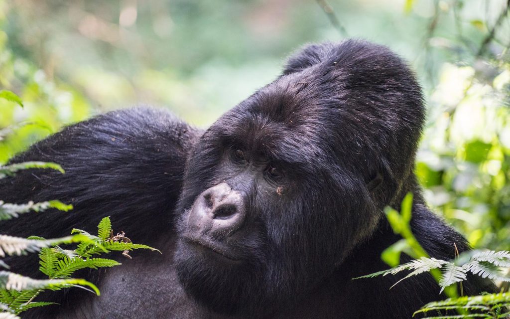Uganda Gorilla Trekking