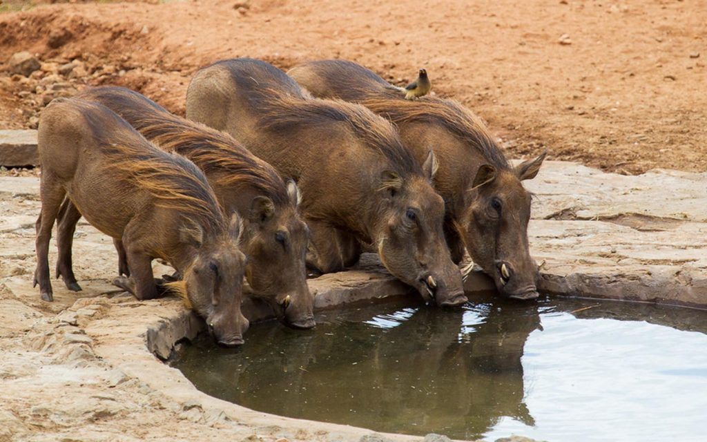 Thirsty Warthogs Kidepo Valley National Park