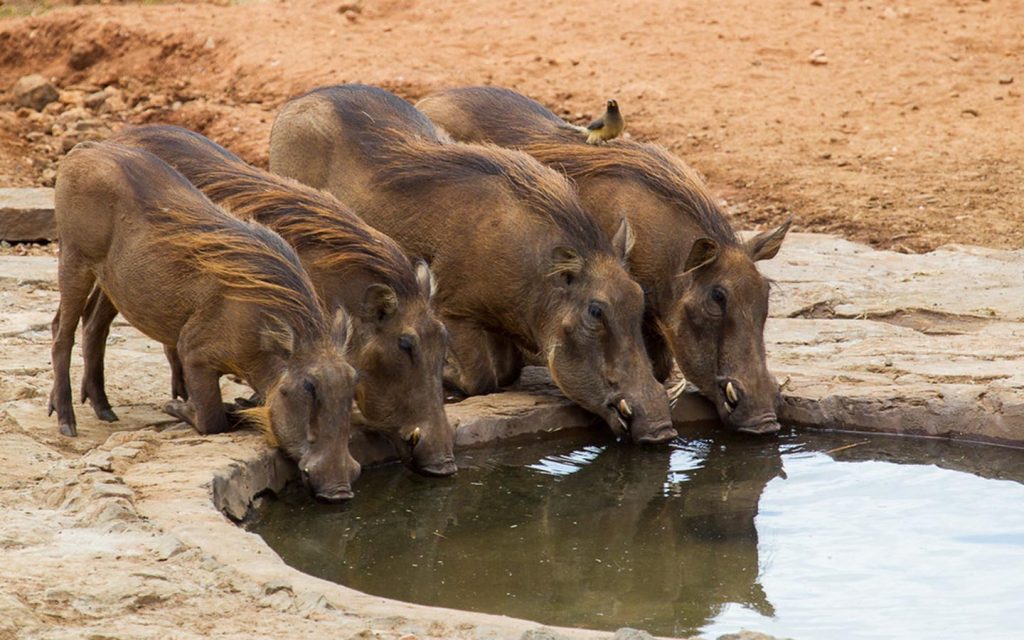 Thirsty Warthogs