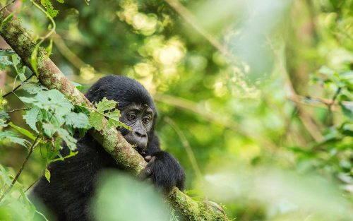 Uganda Double Gorilla Trekking Tour