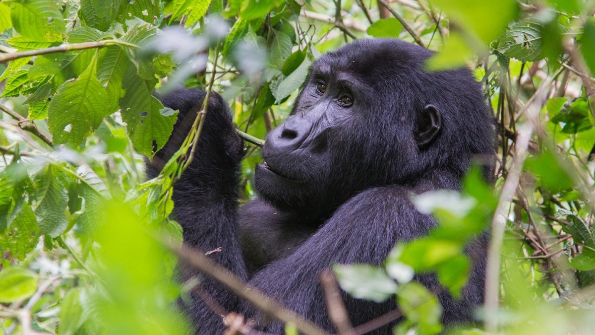 Mountain gorilla in Ruhija sector chewing on green foliage in Bwindi Impenetrable National Park, Uganda