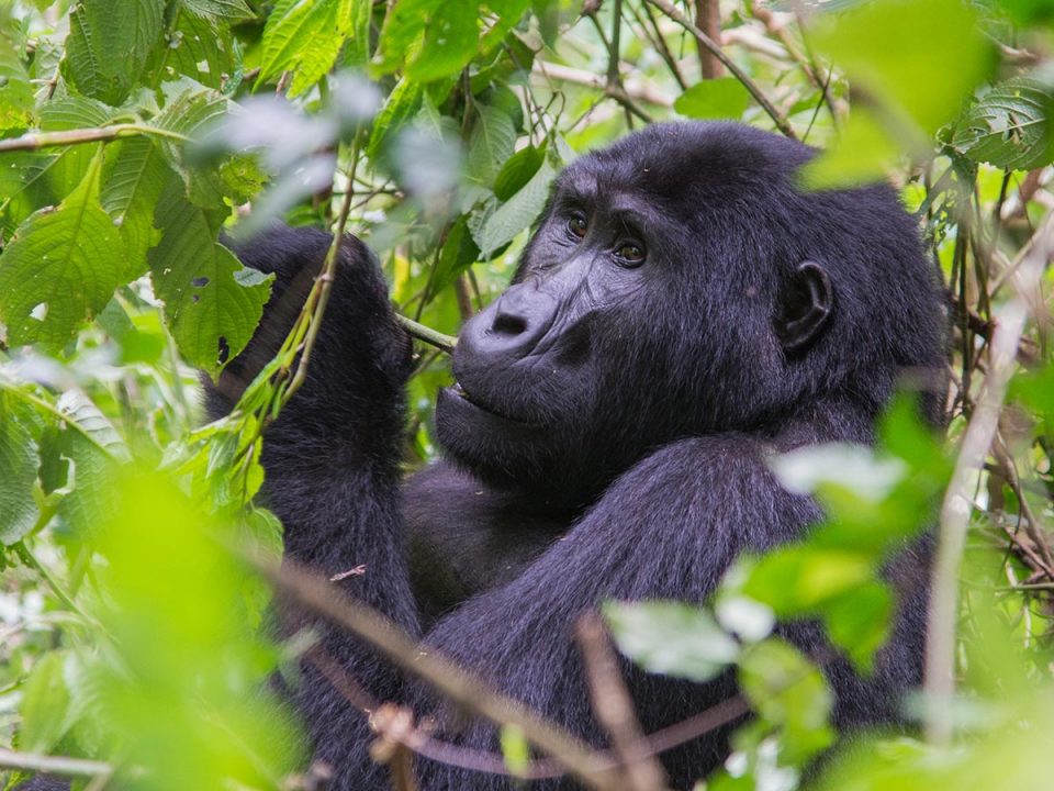 Mountain gorilla in Ruhija sector chewing on green foliage in Bwindi Impenetrable National Park, Uganda