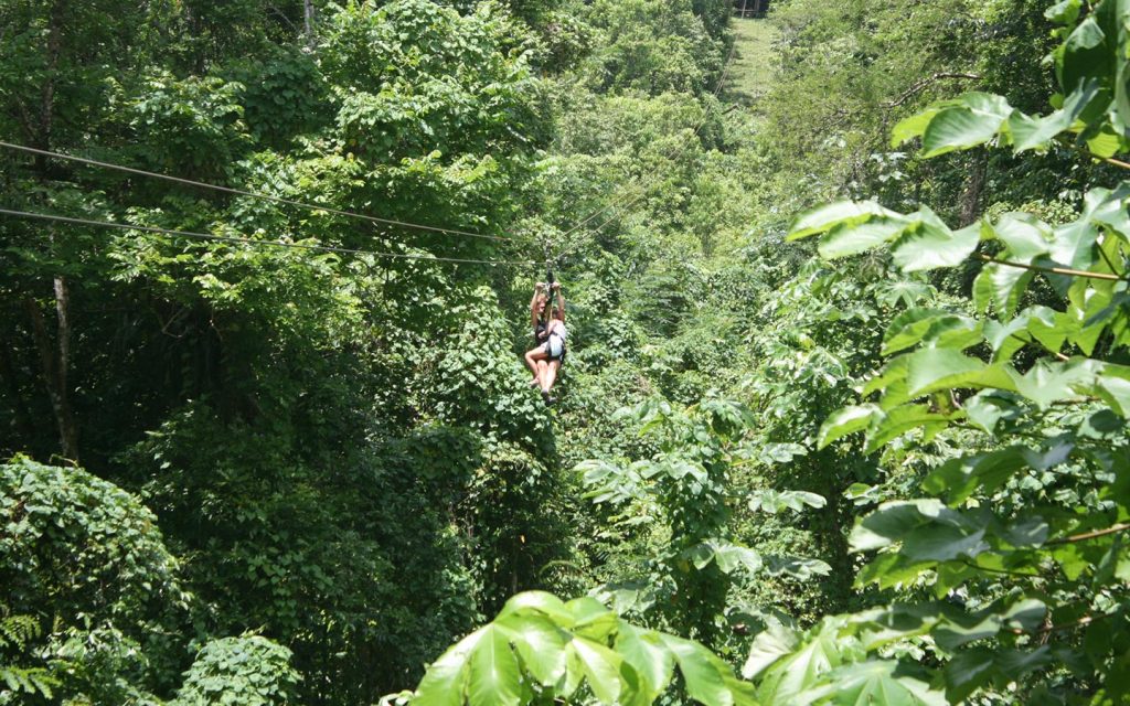 Tourist enjoying an exhilarating ziplining adventure high above the lush Mabira Forest canopy in Uganda
