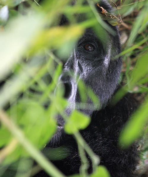 Bwindi Impenetrable Forest