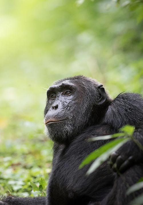 Chimpanzee Tracking in Kibale National Park