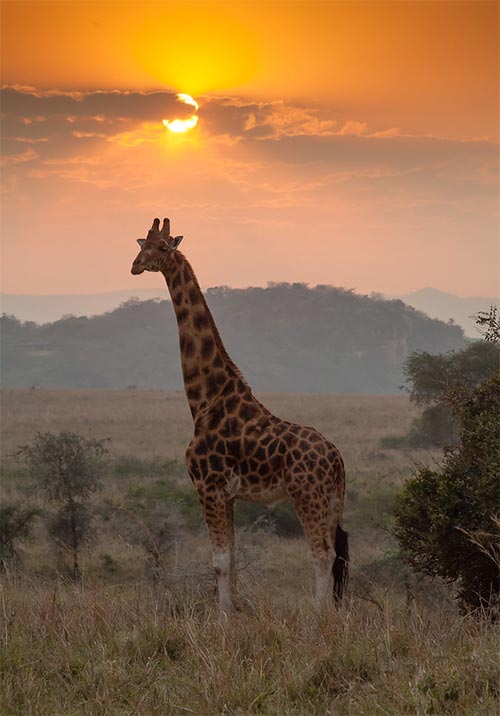 Kidepo Valley National Park