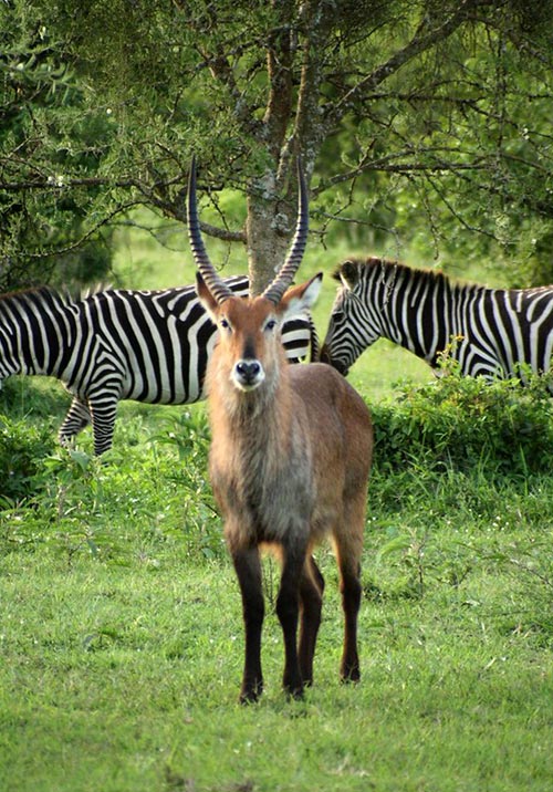 Lake Mburo National Park