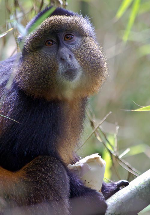 Chimpanzee Tracking in Kibale National Park