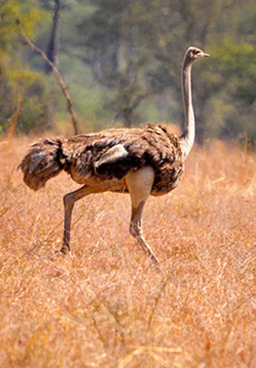 Pian Upe Reserve